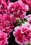 Petunia-Pirouette-rose.jpg