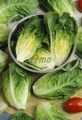 p3894-semo-zelenina-salat-rimsky-little-gem.jpg