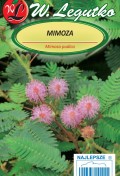 mimoza-.jpg
