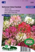 cleome_spinosa_colour_fountain_mix_full.jpg