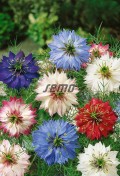 9430-semo-kvetiny-letnicky-cernucha-damasska-persian-jewels2.jpg