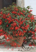 begonia-boliviensis-red2.jpg
