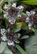 ferraria-crispa-starfish-iris-8066.jpg