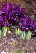iris-reticulata-plante-800x600w.jpg