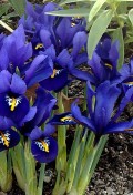 iris-reticulata1.jpg