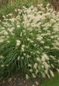 pennisetum-villosum.jpg