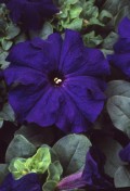 petunia-grfl-limbo-blue2.jpg