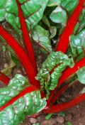 rhubarb-chard1.jpg