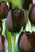 tulip-queen-of-the-night.jpg