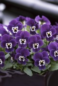 viola-f1-floral-power-purple-face.jpg