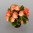 Begonia_Sprint_Plus_Orange_Bicolor_2_web_z1.jpg