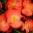 full-begonia-sprint-plus-orange.jpg